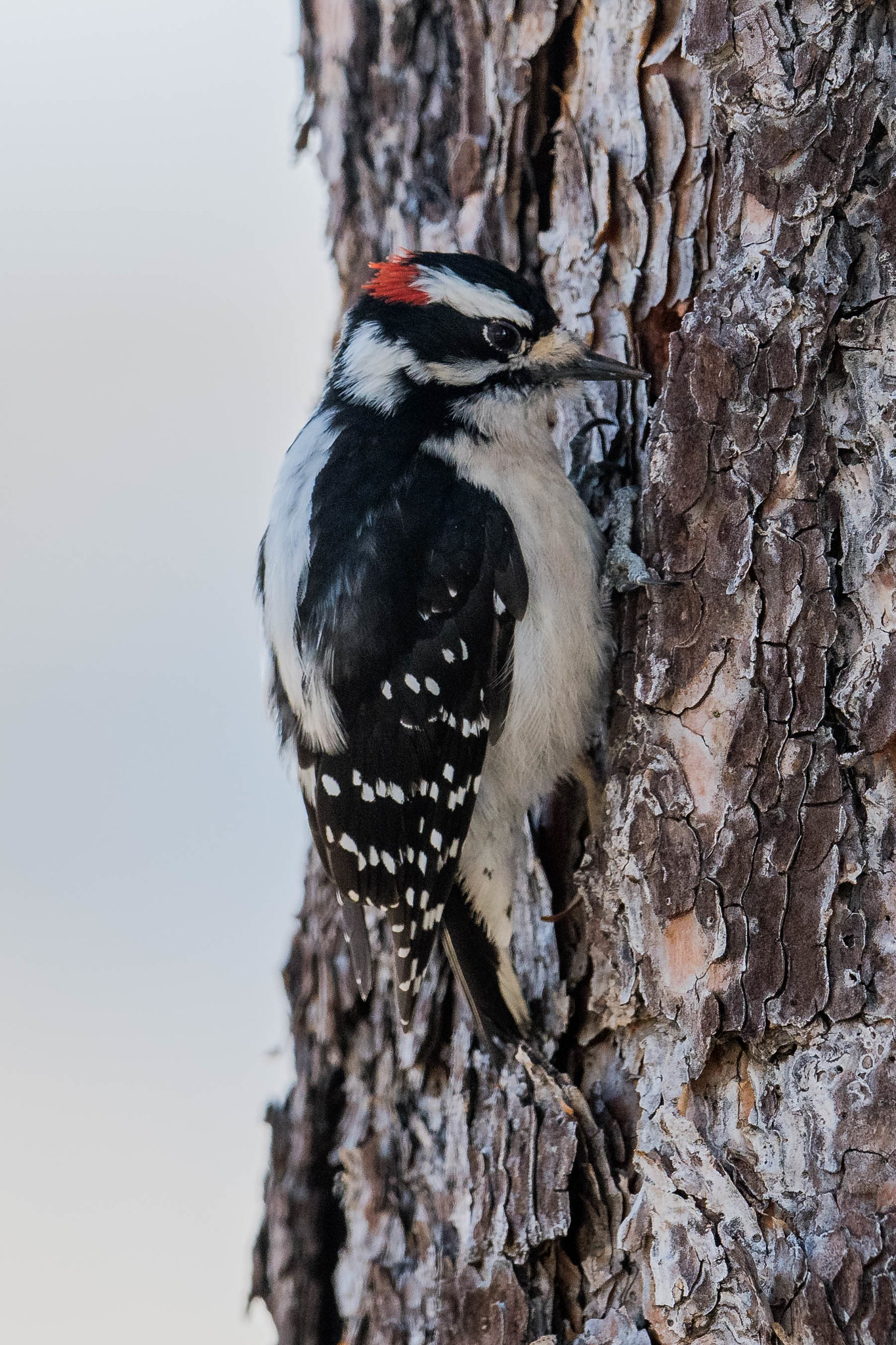 Downy Woodpecker Picture